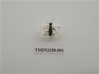 藏品(蘇氏虎甲蟲)的圖片